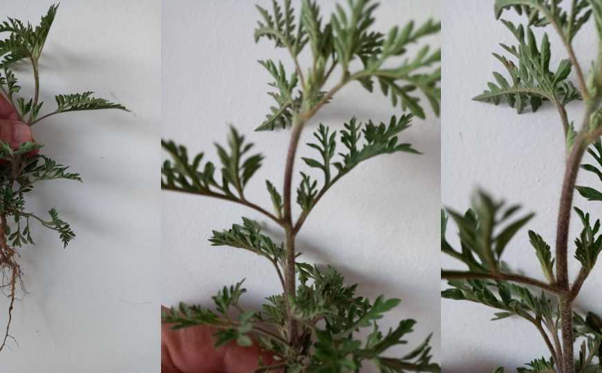 U Sarajevu potvrđeno prisustvo jednog od najjačih alergena: Objavljeno upozorenje i preporuke